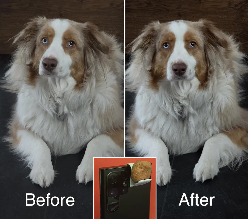 FocusTreat: Animal Photography Helper